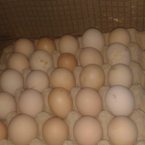 təmiz qol brama yumurtası satılır 3 azn  almaq istəyən heyvanlara gəli