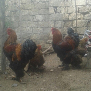 təmiz qol brama yumurtası satılır 3 azn  almaq istəyən heyvanlara gəli