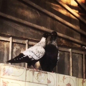 Hazır yumurtayan cüt, youtubda “pigeon aze” yazıb  videosuna baxa bile