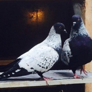 Hazır yumurtayan cüt, youtubda “pigeon aze” yazıb  videosuna baxa bile