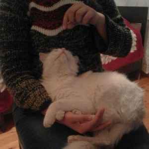 ag erkek  pishik, anqorla qarishiq, 1 yashi var, ev pishiyidir, biti