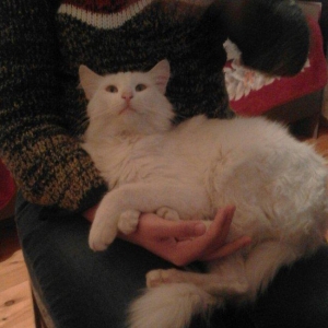 ag erkek  pishik, anqorla qarishiq, 1 yashi var, ev pishiyidir, biti