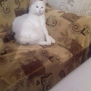 ag erkek  pishik, anqorla qarishiq, 1 yashi var, ev pishiyidir, biti