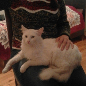 ag erkek  pishik, anqorla qarishiq, 1 yashi var, ev pishiyidir, biti