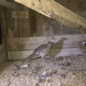 Qırqovul 3 birlikdə 80 manat 1 i xoruzdu il yarımlıqdı