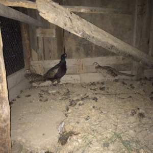 Qırqovul 3 birlikdə 80 manat 1 i xoruzdu il yarımlıqdı