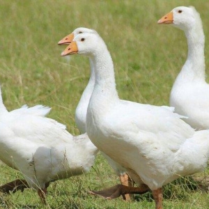 yanvar fevral ayinda yumurtdayacaq ag qaz ve ordek