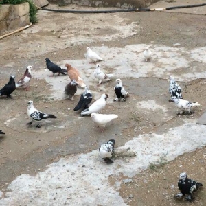 8 manatdan 20 eded qusQuslar goz qabagindadi 2 ede