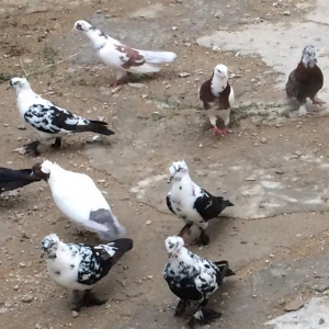 8 manatdan 20 eded qusQuslar goz qabagindadi 2 eded drakon qizgin er