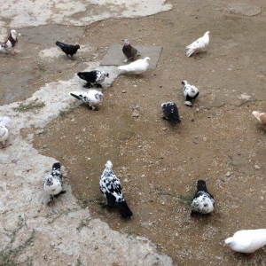 8 manatdan 20 eded qusQuslar goz qabagindadi 2 eded drakon qizgin er