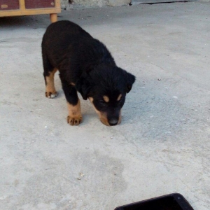 qoyun itiden donme kucuklardi anasi qoyun iti atasi heyat itidi iki ay