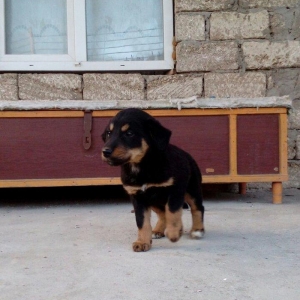 qoyun itiden donme kucuklardi anasi qoyun iti atasi heyat itidi iki ay