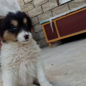 qoyun itiden donme kucuklardi anasi qoyun iti atasi heyat itidi iki ay