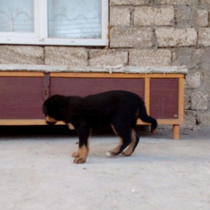 qoyun itiden donme kucuklardi anasi qoyun iti atasi heyat itidi iki ay
