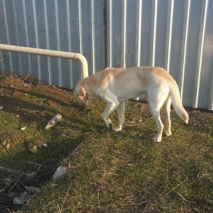 salam Bu tula Itdi Amma Qesey itdi