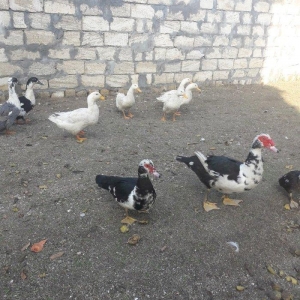 disiler satilir  lal ordey sesli kuban dum ag reng