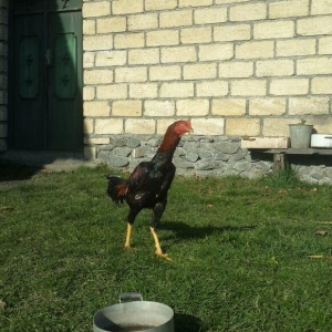 heyrati super doyus heyvanlari fere bece toyuq . c