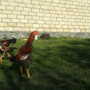 heyrati super doyus heyvanlari fere bece toyuq . cox oldugu ucun satil