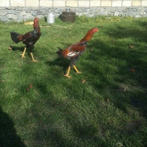 heyrati super doyus heyvanlari fere bece toyuq . cox oldugu ucun satil