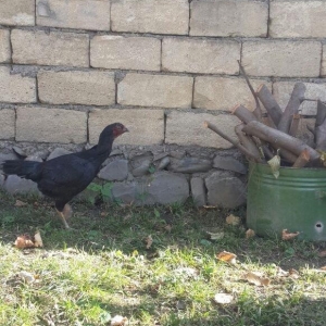 heyrati super doyus heyvanlari fere bece toyuq . cox oldugu ucun satil