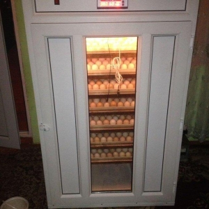 İnkubatorun qiyməti yumurta tutumuna görə dəy