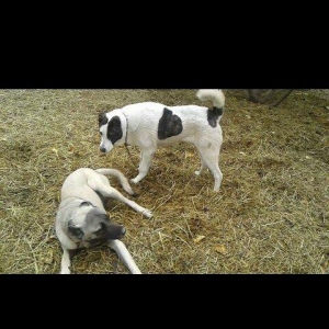 alabay 8 ayliq 72 sm