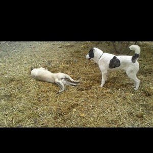 alabay 8 ayliq 72 sm