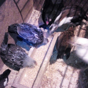 Sekilde gorduyunuz yaponka ve heyratilar satilir. Her olcude var.