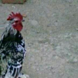 Sekilde gorduyunuz yaponka ve heyratilar satilir. Her olcude var.