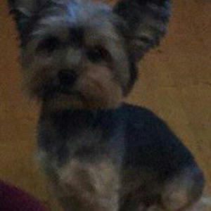 York tayer erkeydi 2-yawi var  diwi axtaram Cutlew