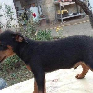 щенок ягдтерьера 3.5месяцев все прививки зделаны.радители щенка у меня