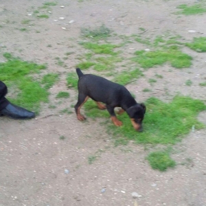 щенок ягдтерьера 3.5месяцев все прививки зделаны.радители щенка у меня