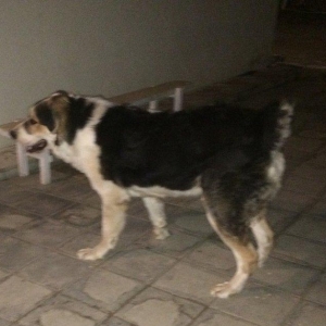 Alabay satılır 2 yaş!!! Ukraynadan gətirilib balaca vaxtından, baxa bi