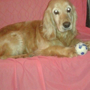 Koker Spaniel satiram diwidir cox agilli sadiq itdir 2 yawi var teliml