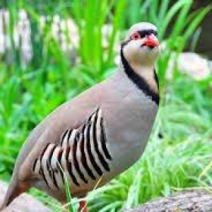 Tecili 7-8 ayliq  fere keklik satilir saglamdi 
tek oldugu ucun