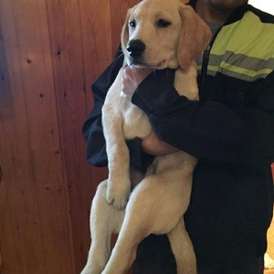 3 aylıq erkey labrador retriever balası satılı