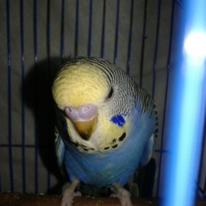 2 aylig cex balalar satilir.2 erkek qalib.anasi temiz cexdi atasi donm