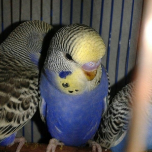 2 aylig cex balalar satilir.2 erkek qalib.anasi temiz cexdi atasi donm