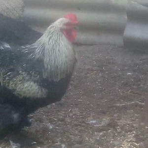 Erkəl bakıdan dişi dağıstandan gəlib bir yaşları var dişi yumurtduyur