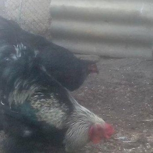 Erkəl bakıdan dişi dağıstandan gəlib bir yaşları var dişi yumurtduyur