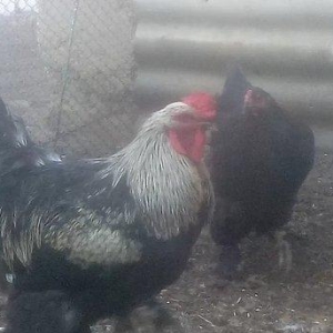 Erkəl bakıdan dişi dağıstandan gəlib bir yaşları var dişi yumurtduyur