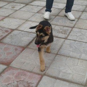 Afcarka satiram erkek bala tam saglam 3 ayligdir 2