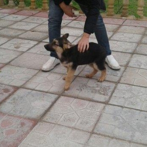 Afcarka satiram erkek bala tam saglam 3 ayligdir 2 peyvendi vurulub qu