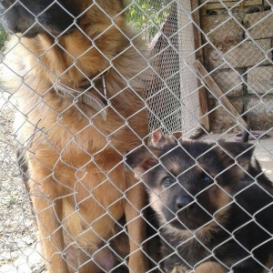 Afcarka satiram erkek bala tam saglam 3 ayligdir 2 peyvendi vurulub qu