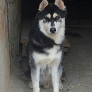 Sbirski layka. 8 ayi oktaybirin axiri olacaq. Yerim yoxdu diye saxlaya