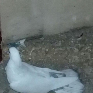 Salam quş satılır erkəydi hec bir prablemi yoxdu 17 tükdü.