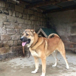 11 ayliqdir.çoban itidir .