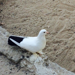 Temiz cins abriznoy desde qaraquyruglar eyni cinsd