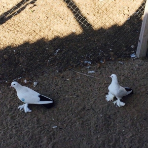 Temiz cins abriznoy desde qaraquyruglar eyni cinsdi 15  16 tukduler wa