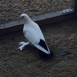 Temiz cins abriznoy desde qaraquyruglar eyni cinsdi 15  16 tukduler wa